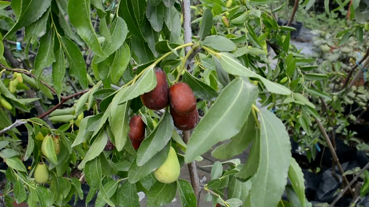 Curmalul chinezesc, cultura care prosperă în România: Producție record la Dăbuleni