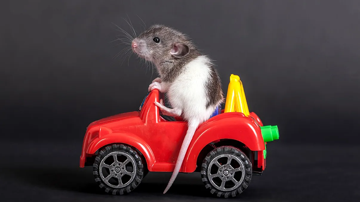Șoarecii care conduc mașini: un experiment neuroștiințific despre bucurie și motivație