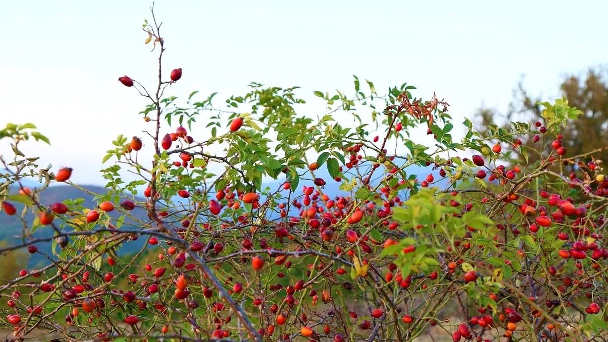 Erau o ”mină de aur” pentru români, dar acum nu-i mai pasă nimănui de efortul din spatele acestei afaceri tradiționale. Prețul s-a prăbușit