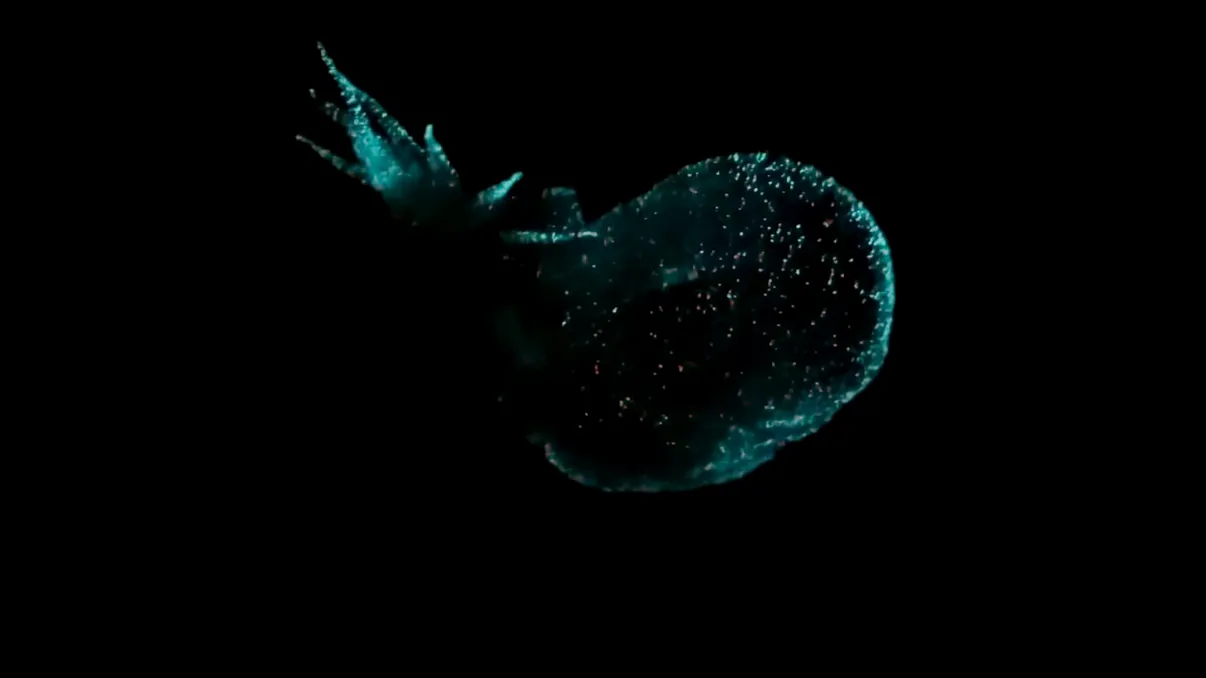 Creatura ”fantomă” descoperită în adâncurile întunecate ale oceanului. Așa ceva nu s-a mai văzut niciodată, susțin cercetătorii