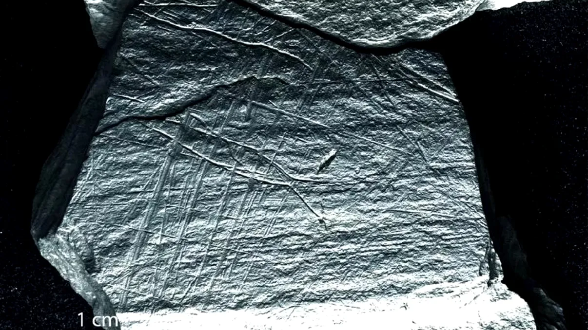 Descoperirea unor gravuri vechi de 15800 de ani dezvăluie primele tehnici de pescuit cu plase la Gönnersdorf