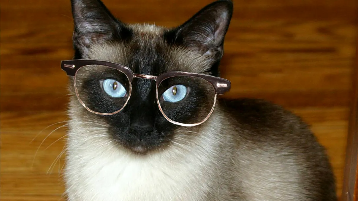 Pisica fizician și articolul ei: Povestea lui F.D.C. Willard, co-autor publicat în știință