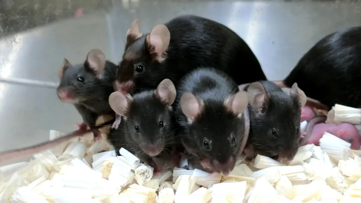 Experimentul științific care a dus clonarea la limită: ce s-a întâmplat cu șoarecii copiați la nesfârșit