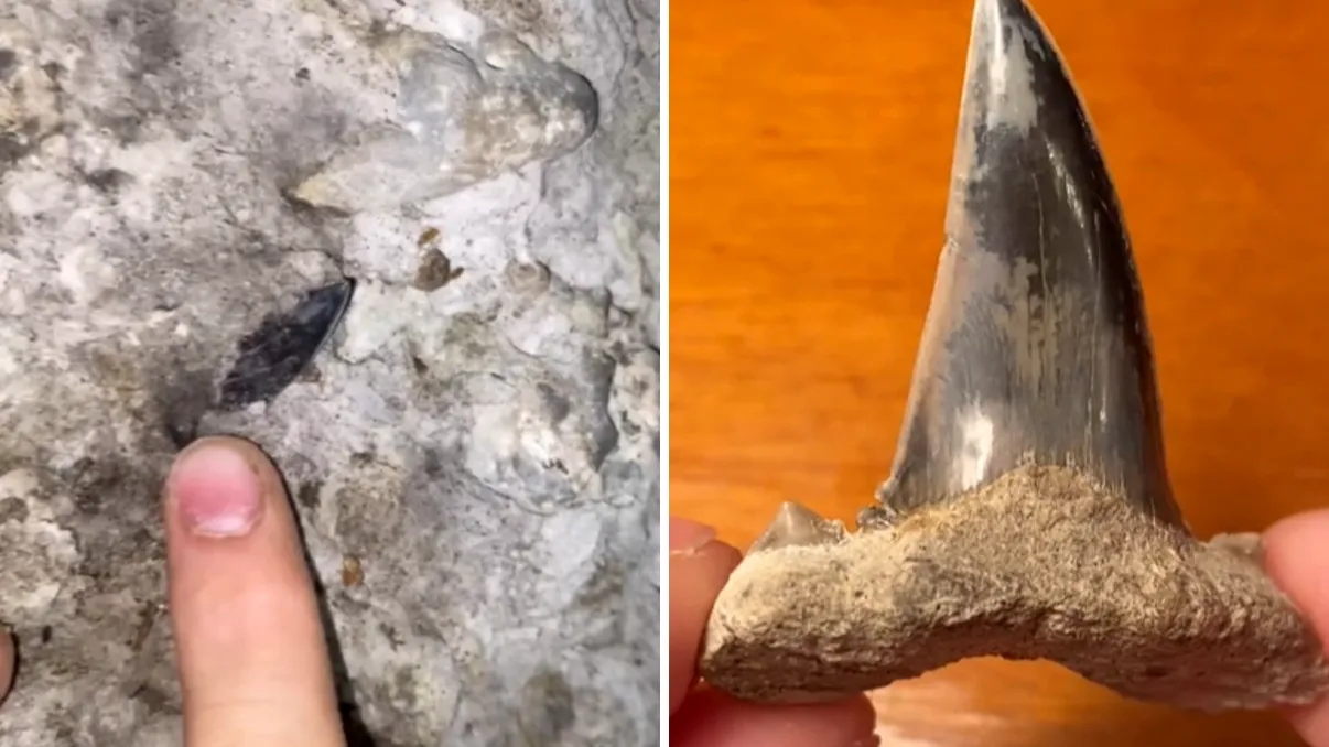 Descoperire uimitoare: Un dinte vechi de 89 de milioane de ani, găsit într-o peșteră din Texas