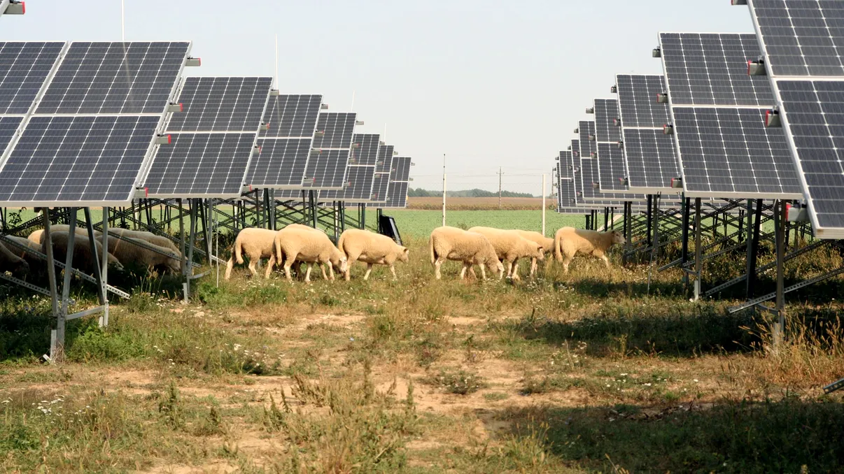 Se schimbă legea pentru românii care visează la panouri fotovoltaice pe pășuni și terenuri agricole. Ce își doresc fermierii