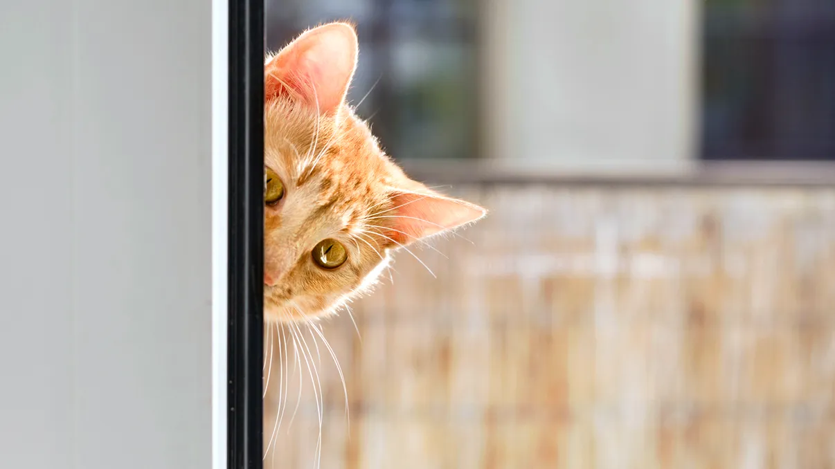 Pisica-spion care a costat milioane și a sfârșit tragic. Experimentul bizar și eșuat al CIA