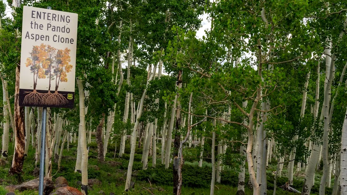 Pando, cel mai mare organism de pe Pământ, amenințat de dispariție