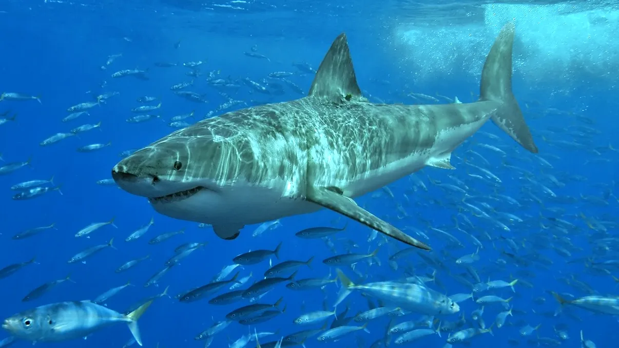 Descoperire unică în Peru: fosilele unui strămoș al rechinului alb dezvăluie noi detalii despre viața marină preistorică