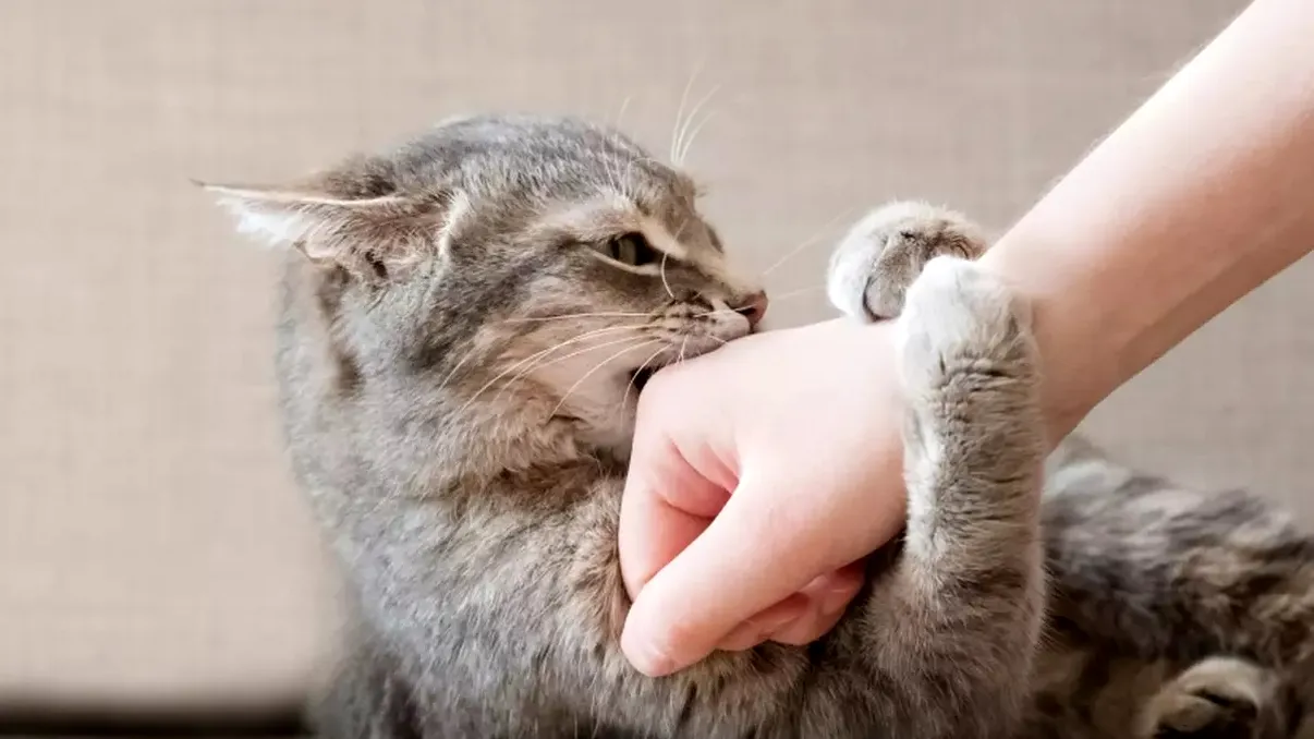 De ce pisica vrea să te muşte după ce v-aţi jucat. Semnalul de alarmă pe care îl trage, ce vrea, de fapt