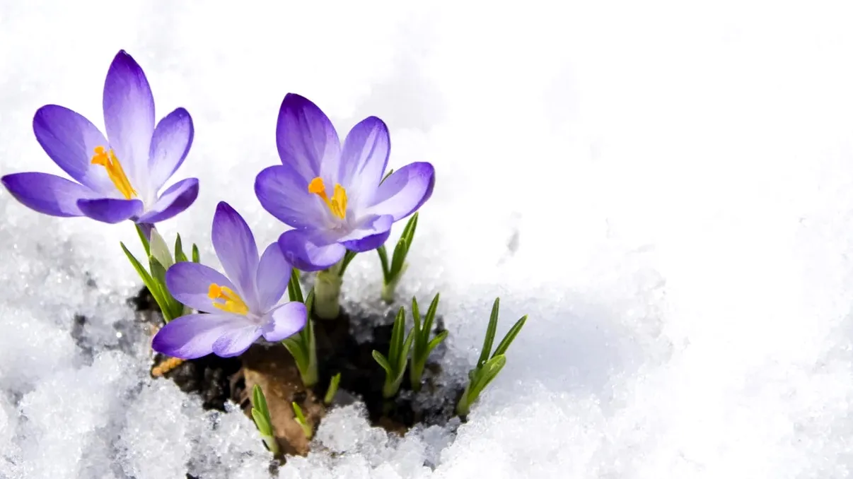 Flori care adoră frigul și zăpada. Te gândești că sunt plăpânde, dar vremea de acum le poate face vedetele grădinii tale
