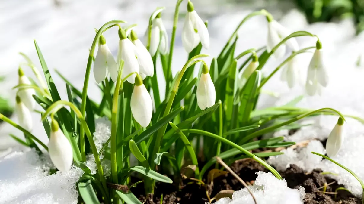 Început de primăvară cum rar s-a mai văzut în ultimii ani. ANM anunță temperaturi surprinzătoare