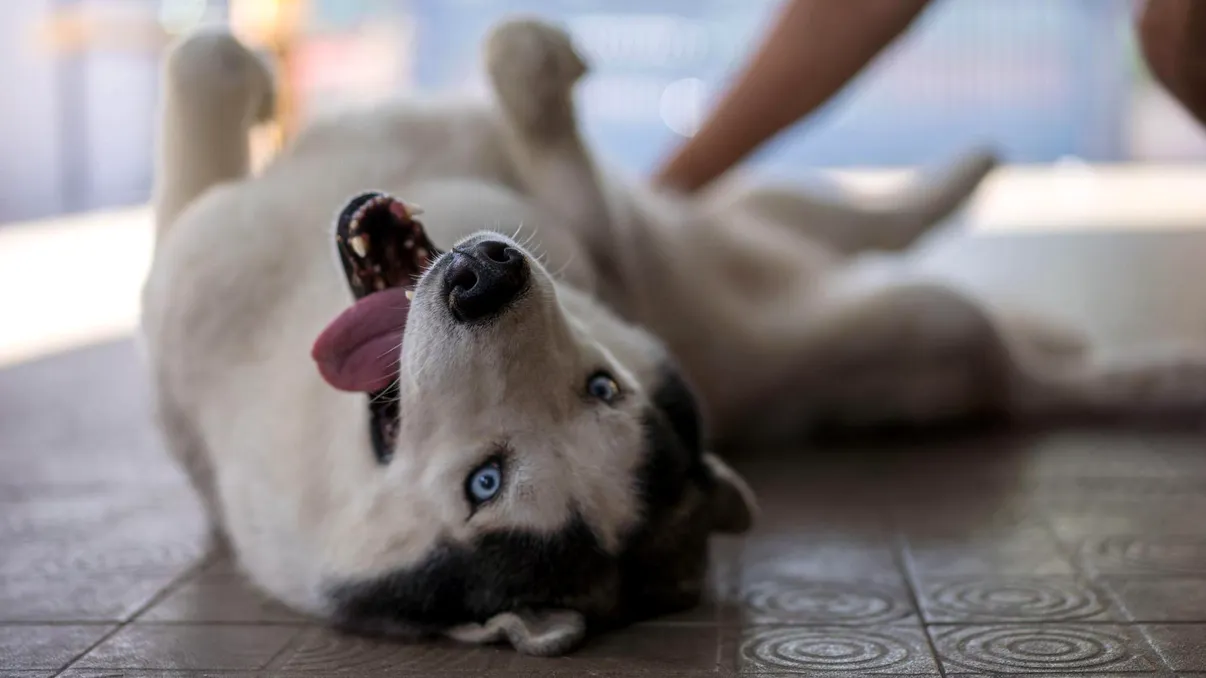 Tratamentele antiparazitare pentru animale ne poluează mediul: există o soluție mai bună?