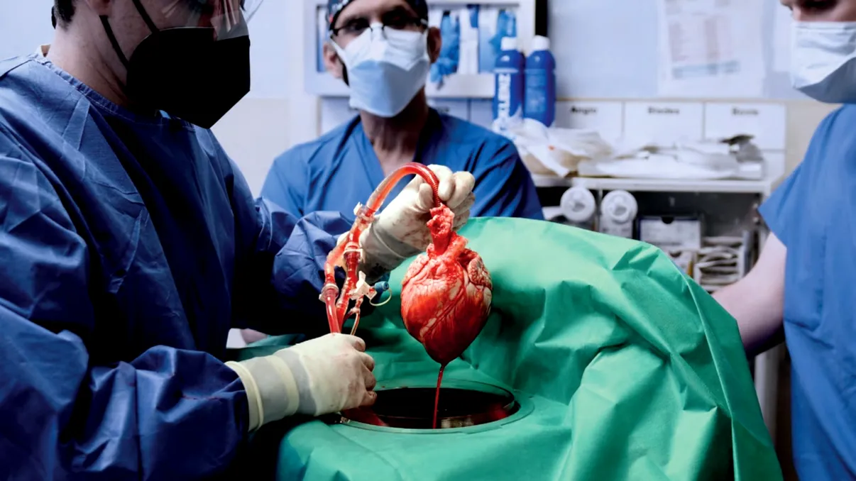 Transplantul de organe de la porc la om: un pas revoluționar în medicină