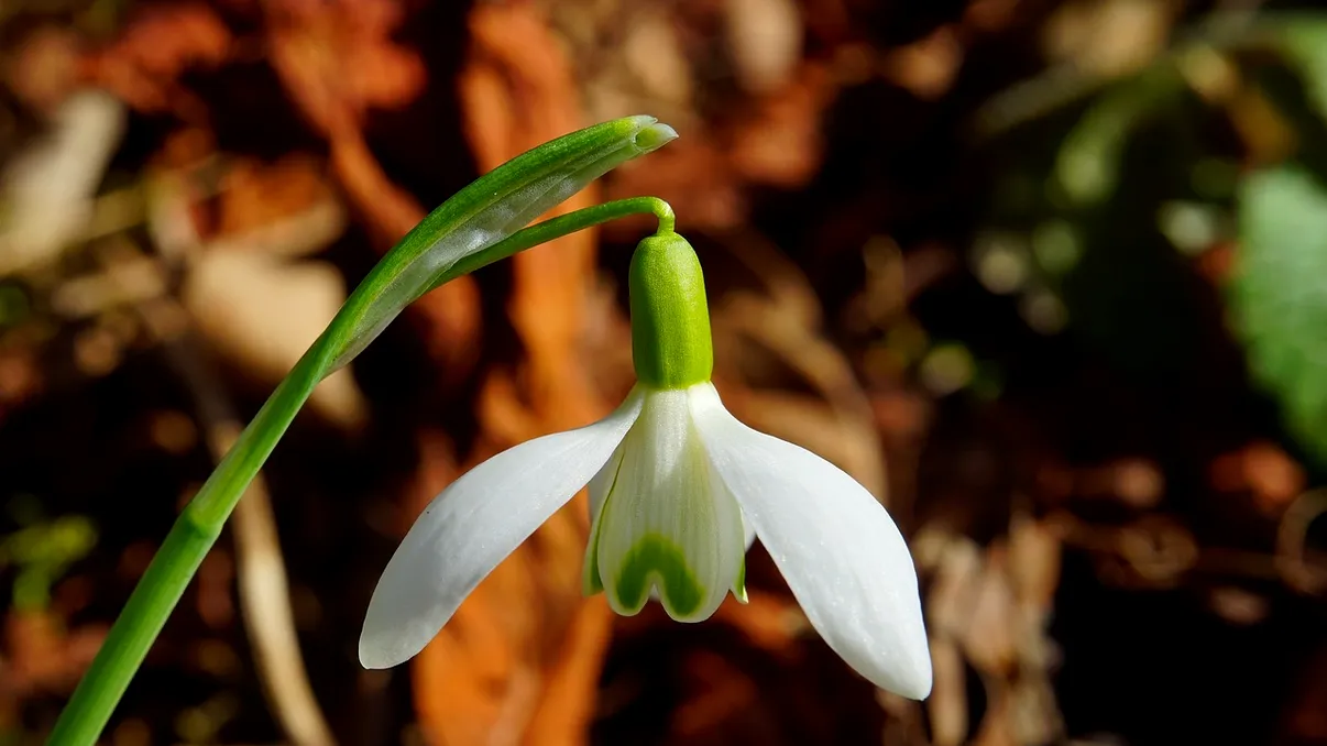 Vine primăvara în România, anunţă ANM. Gata cu temperaturile geroase, se schimbă vremea