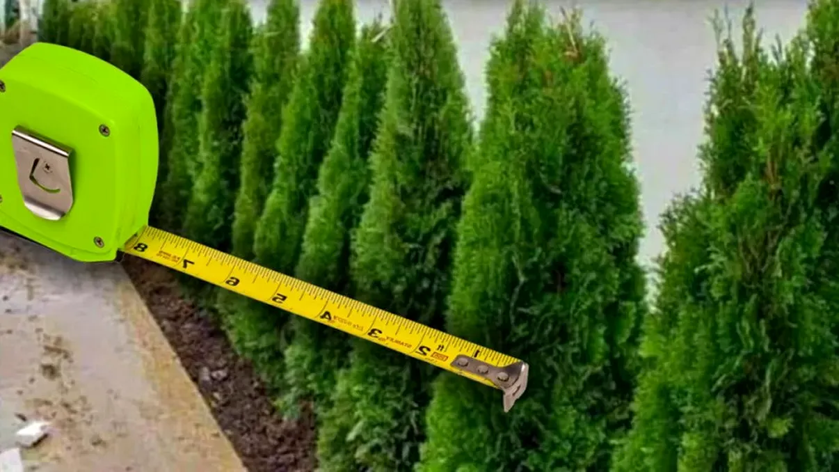Distanţa minimă dintre gardul vecinului şi copaci. Este mai mare decât credeai