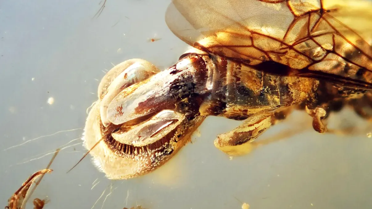 Creatură bizară descoperită conservată intact în chihlimbar de 99 de milioane de ani uimește oamenii de știință