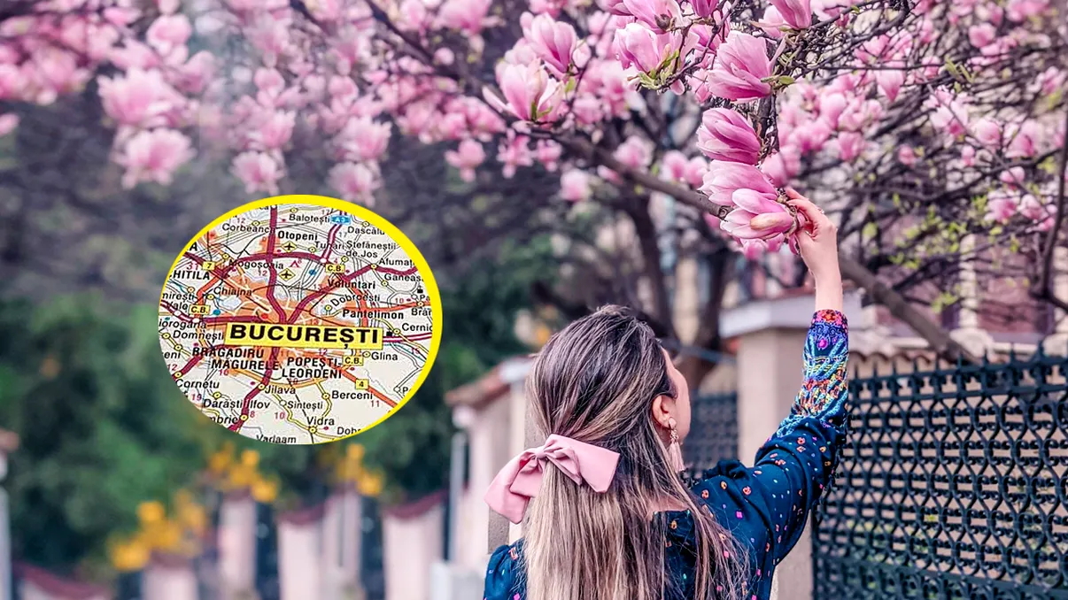 Traseul magnoliilor din București. Acestea sunt acum cele mai frumoase colțuri ale Capitalei, locuri de neratat pentru o plimbare memorabilă