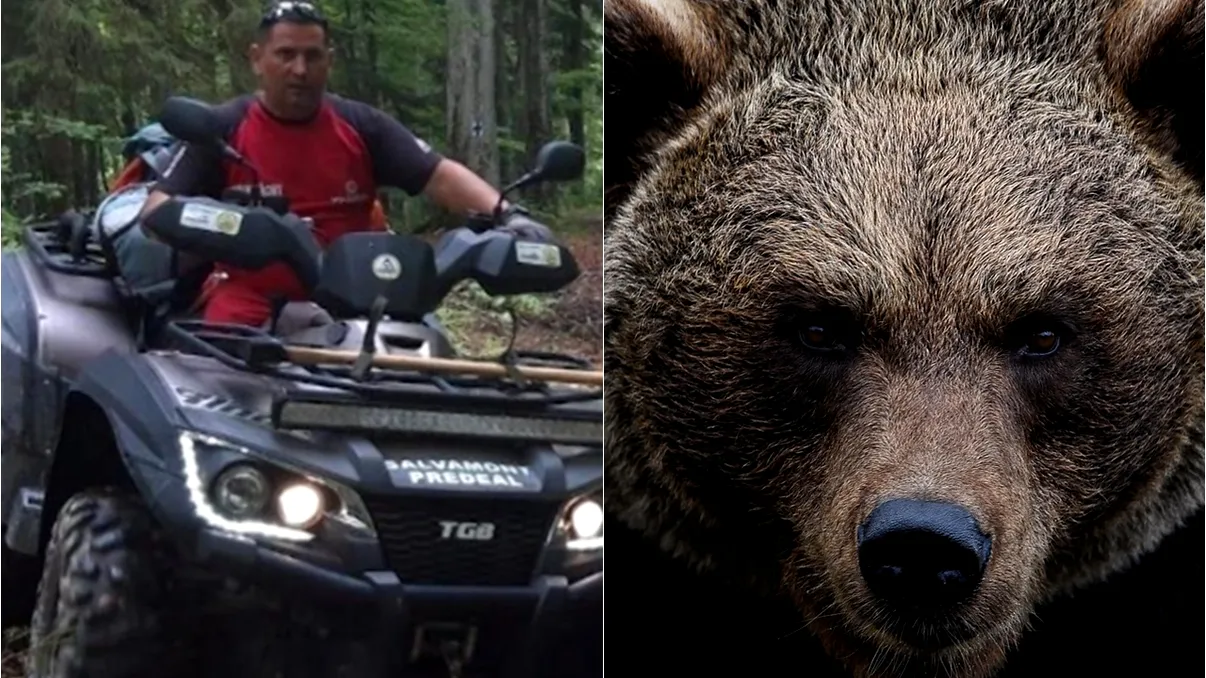 Cum a fost atacat de ursoaică şeful Salvamont Predeal. Este în stare critică. Totul s-a întâmplat pe o stradă frecventată şi de turişti