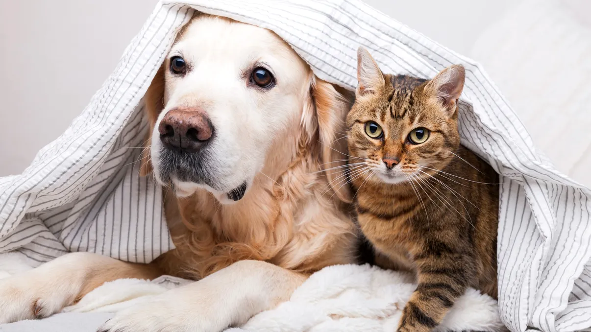 Au pisicile prieteni? Adevărul despre prietenia felină, conform oamenilor de știință