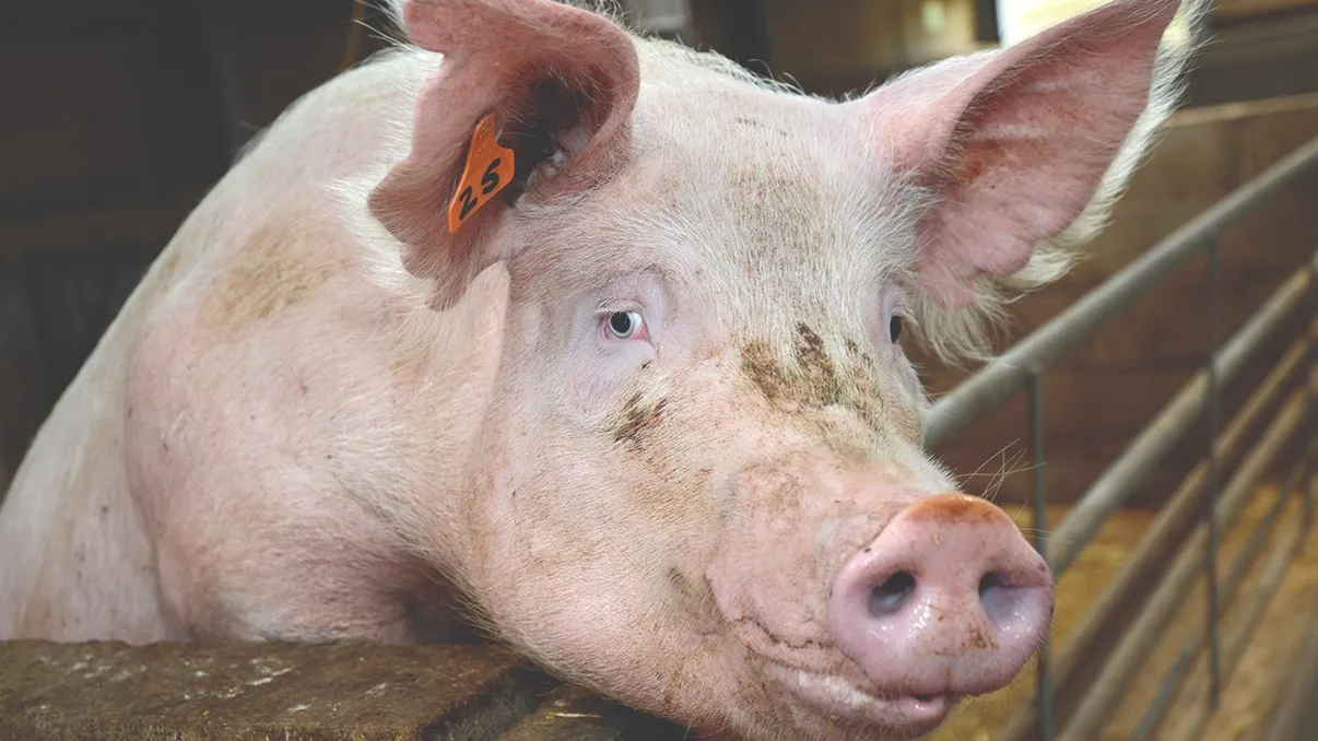 Infecție rară și periculoasă după consumul unui porc sălbatic