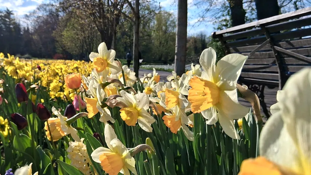 Cum arată Grădina Botanică din Craiova după ce a nins la început de aprilie: ”E minunat!” FOTO