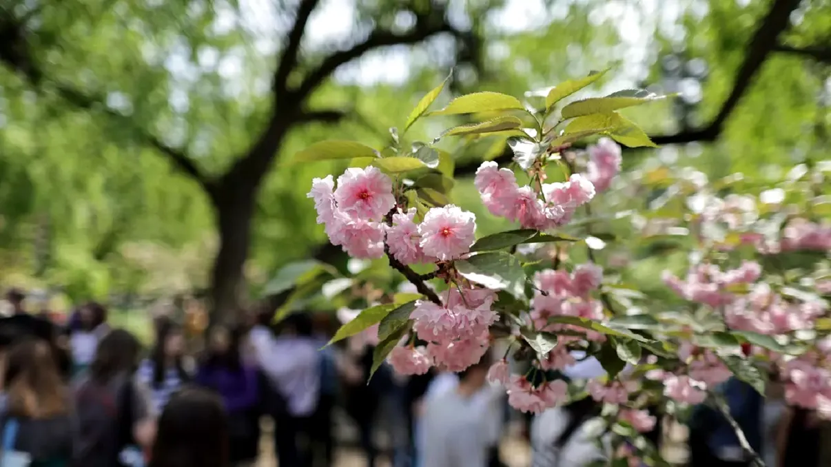 De ce trebuie rupte florile copacilor, primăvara? Trucul de aur al grădinarilor pentru roade mai mari și sănătoase
