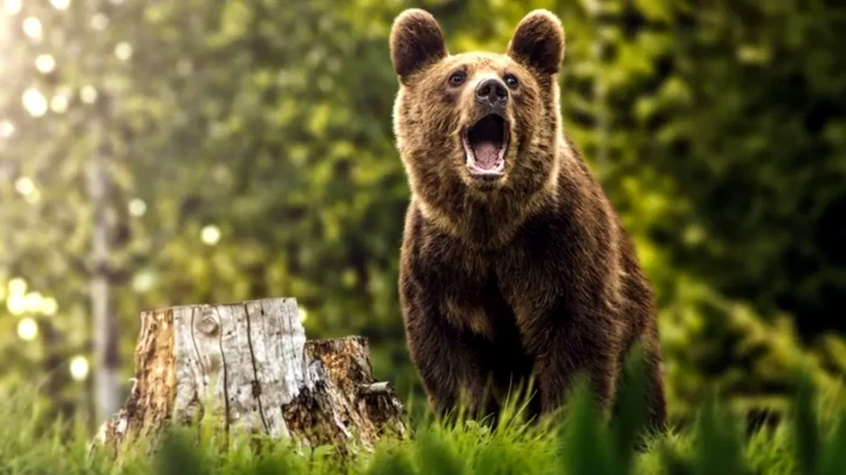 După ce șeful Salvamont Predeal a fost atacat de urși, trusa de urgență a salvatorilor se va schimba. Cu ce au cerut aceștia să fie dotați EXCLUSIV