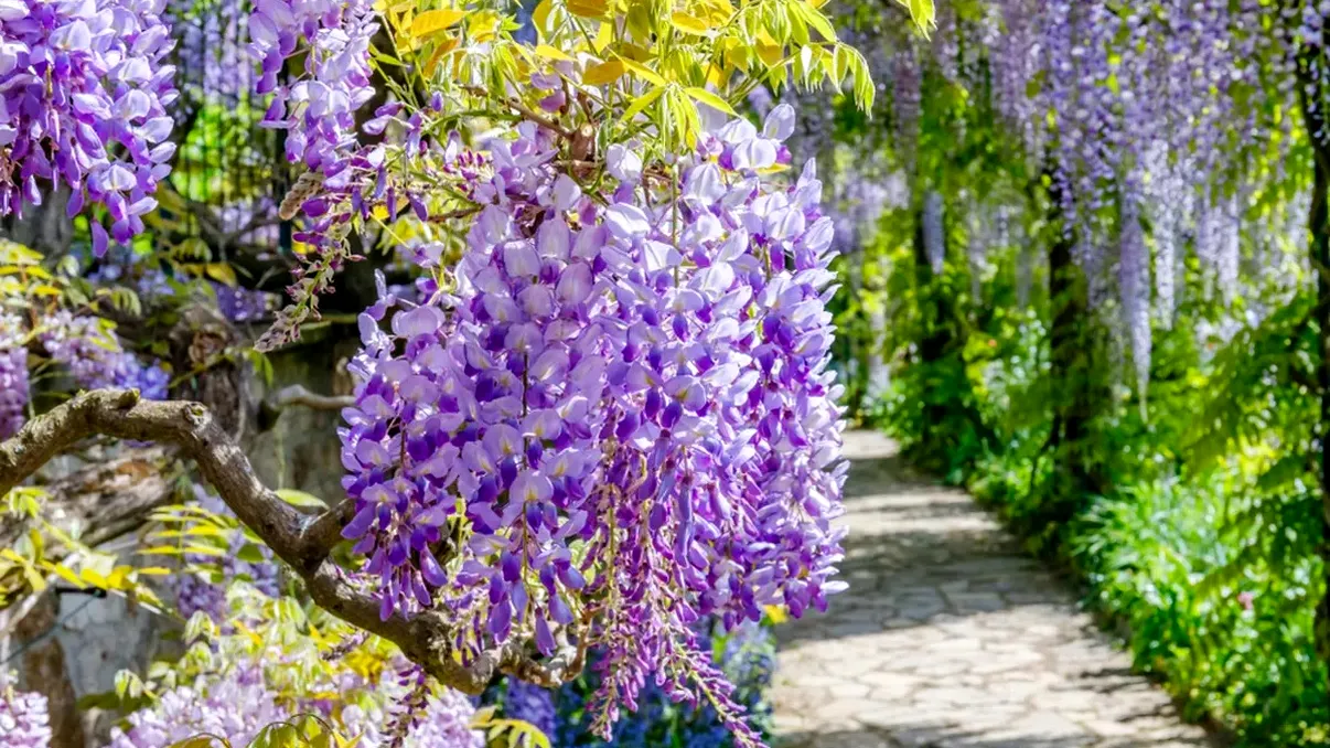 Glicina a luat fața magnoliilor în poze și stories. Topul celor mai frumoase flori din Bucureşti