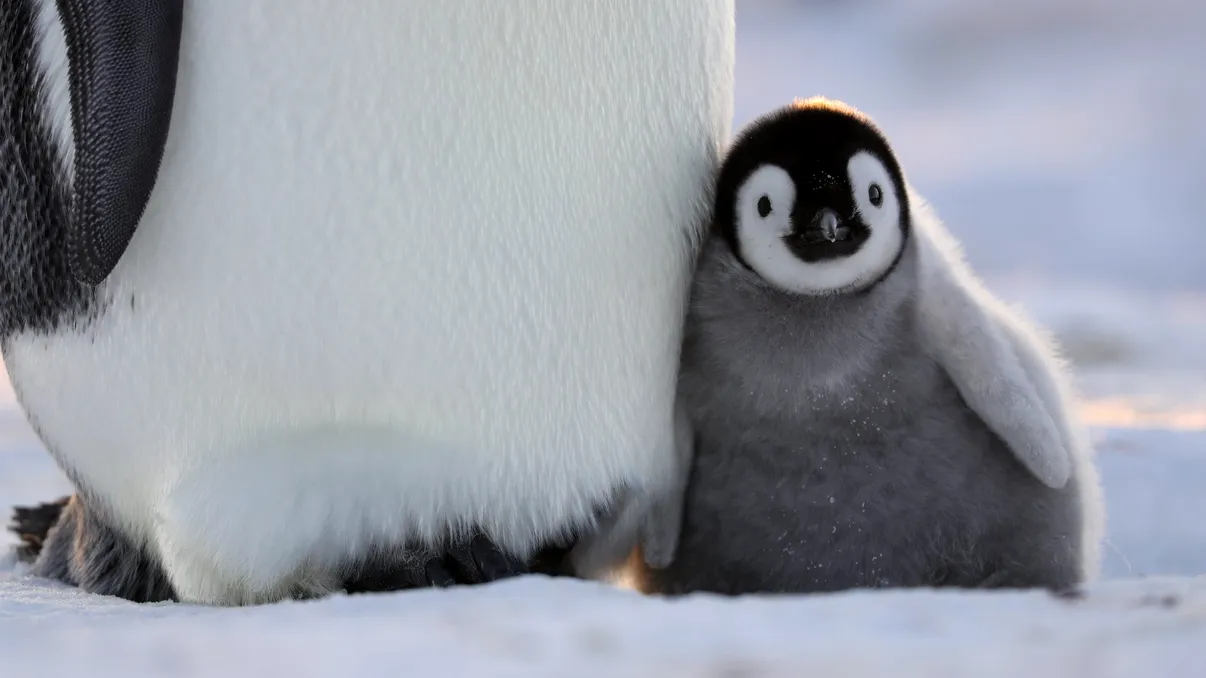 Ziua Pământului devine mai spectaculoasă cu „Secretele pinguinilor”, noua serie documentară de la National Geographic