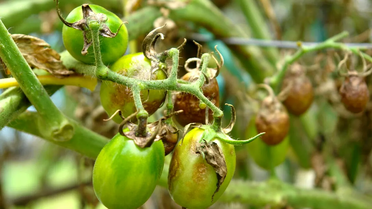 Mana, aurul alb al Siciliei: superalimentul biblic care se vinde cu 200 de euro kilogramul