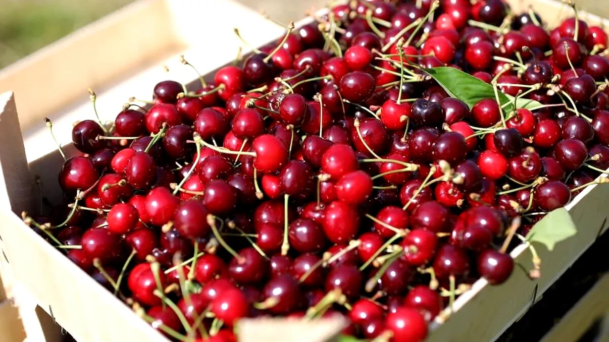Cât costă cireşele în pieţele din Bucureşti în a doua săptămână din mai? Preţurile au început să scadă