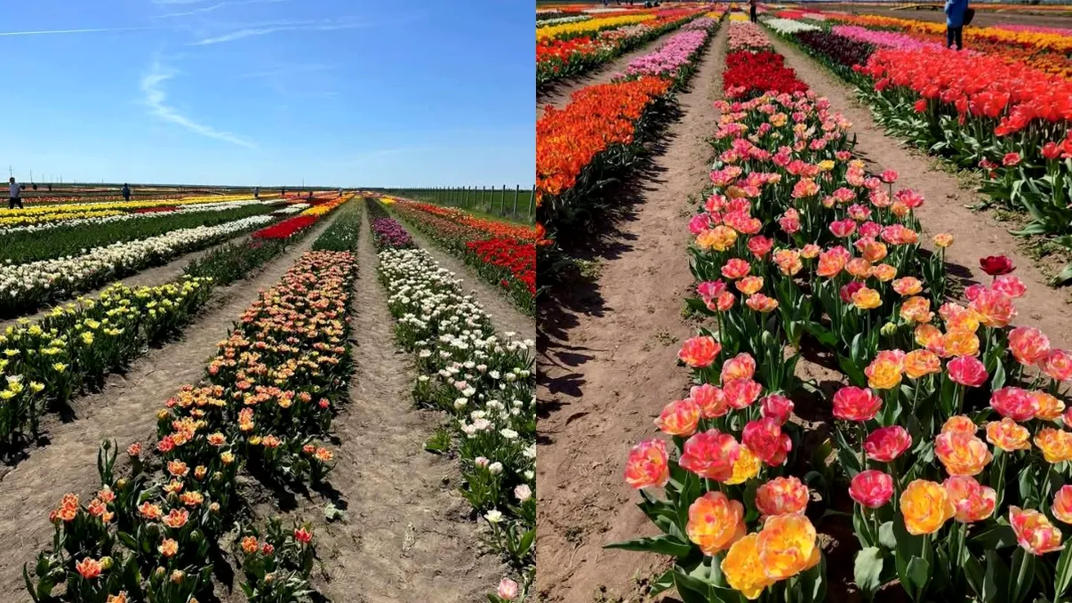 Mica Olanda de România, paradisul ce îi fascinează pe vizitatori. La doar o oră de București, te poți bucura de un peisaj unic