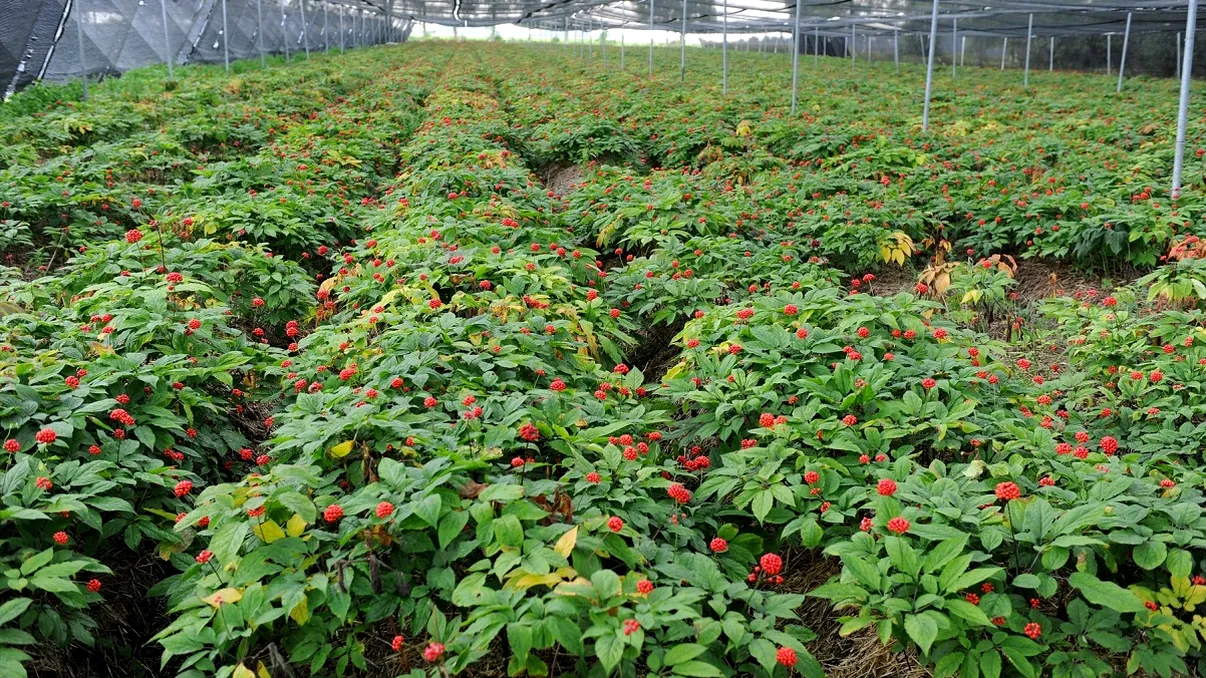 Planta care a ajuns să coste o avere. Se vinde cu sute de euro kilogramul, dar e ignorată în agricultură