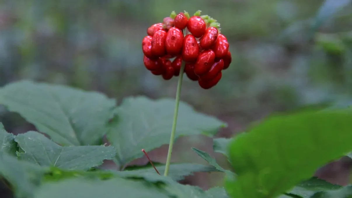 Planta rară de 800 de ani care se vinde cu sute de euro/kg, dar nimeni nu vrea să o cultive. De ce?