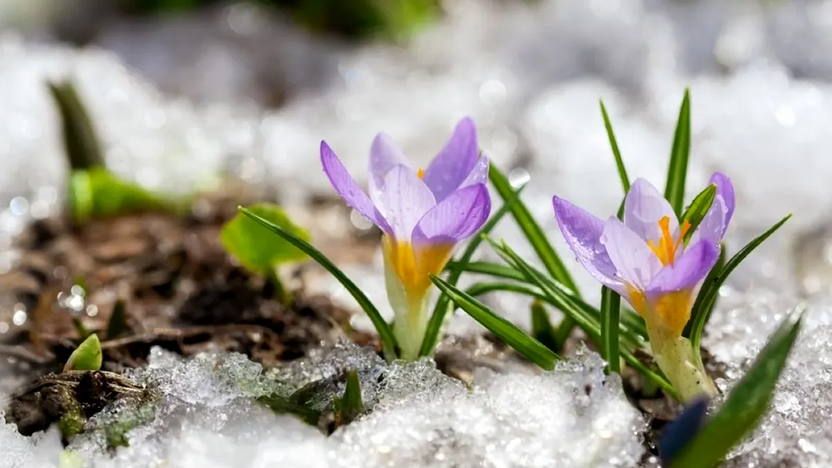 Vremea ia o turnură neașteptată. Ninsori și frig, în loc de primăvară, anunță meteorologii AccuWeather