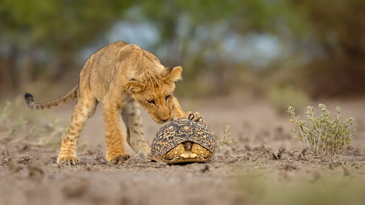Imagini spectaculoase premiate la GDT Nature Photographer of the Year 2025: Așa vezi natura cu alți ochi