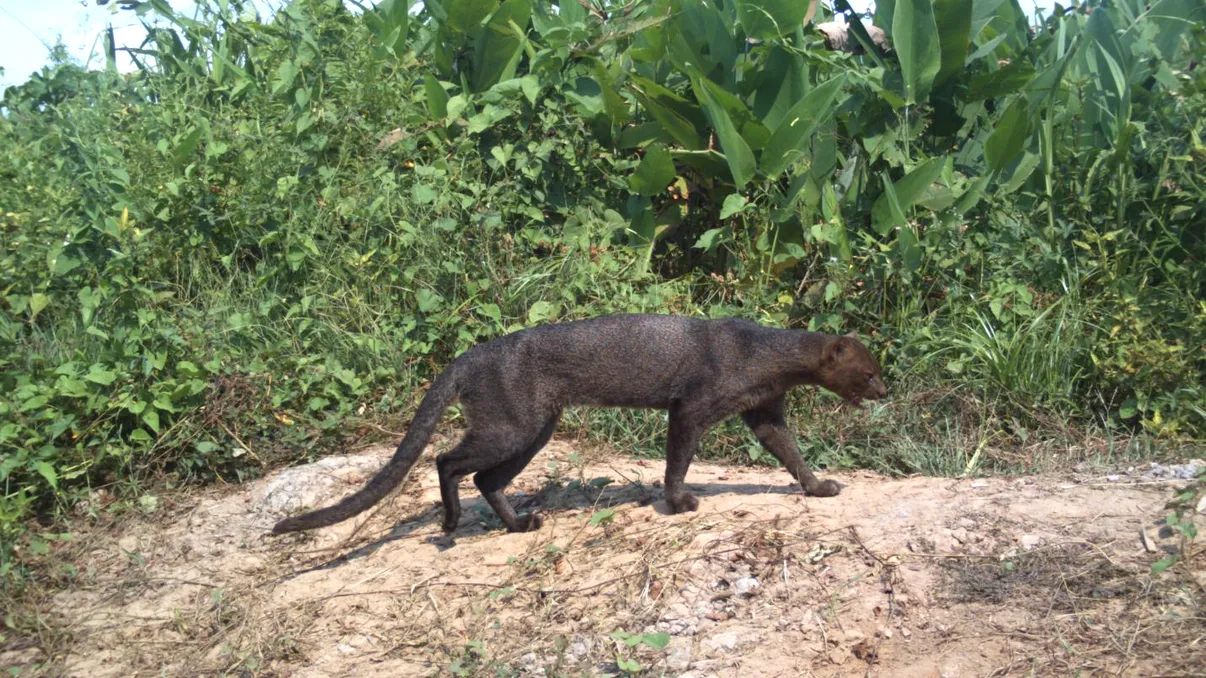 Animalul misterios care a reapărut după 40 de ani îi uimește pe cercetători. Unde a fost surprins