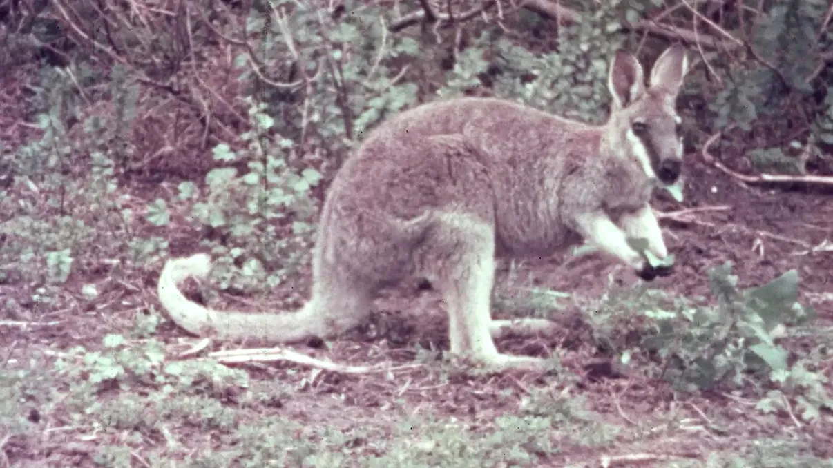 Au apărut imagini rare cu un animal sălbatic dispărut acum 90 de ani. Filmarea a fost făcută în anii 30