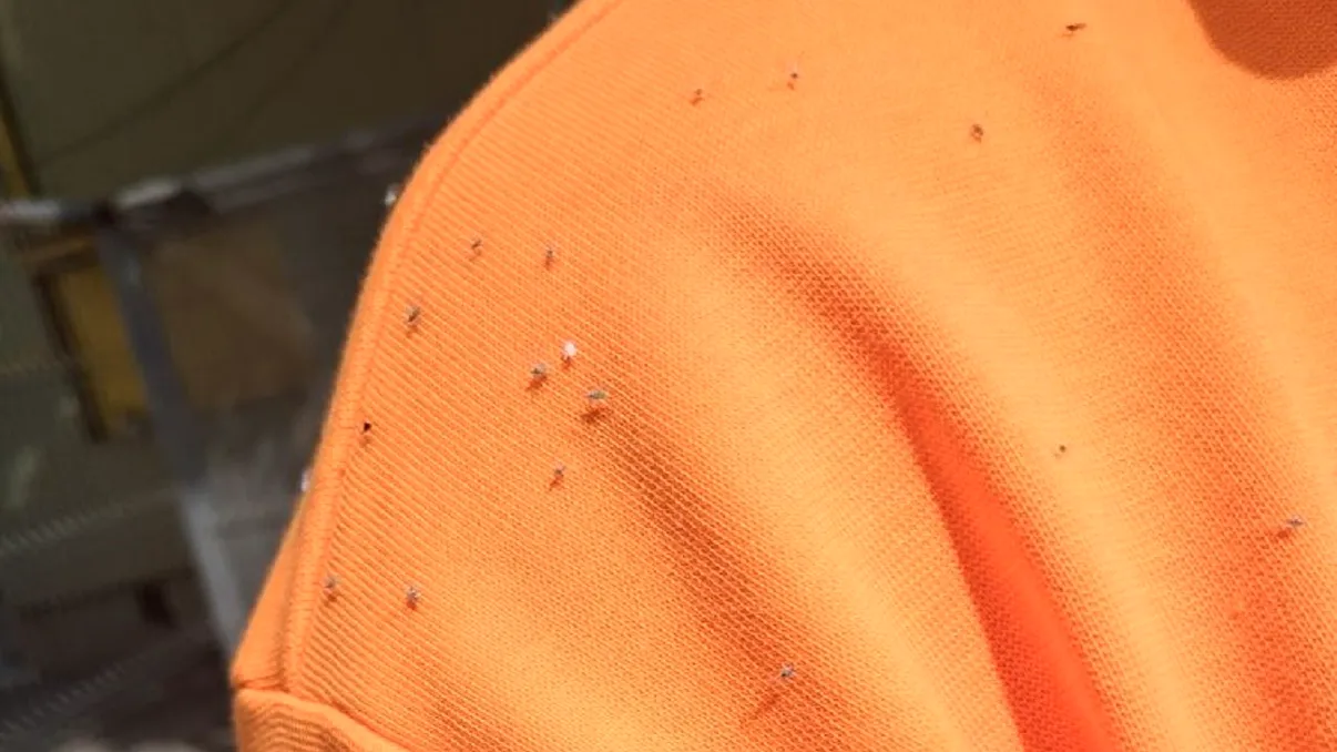 Bucureştenii din Sectorul 2, invadaţi de o insectă ciudată. Cetăţenii se plâng şi pe internet: 