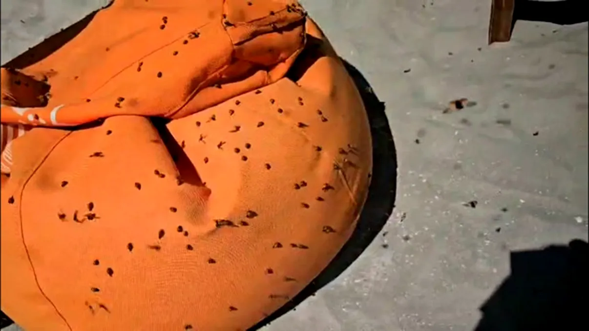 Invazie de insecte pe litoralul românesc. Turiștii evită plaja, specialiștii explică de ce sunt atât de agresive