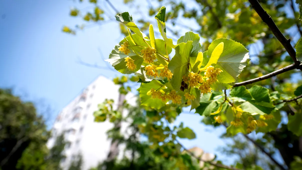 Magnoliile, înlocuite de tei. Care sunt cele mai parfumate locuri din Sectorul 6 din Bucureşti