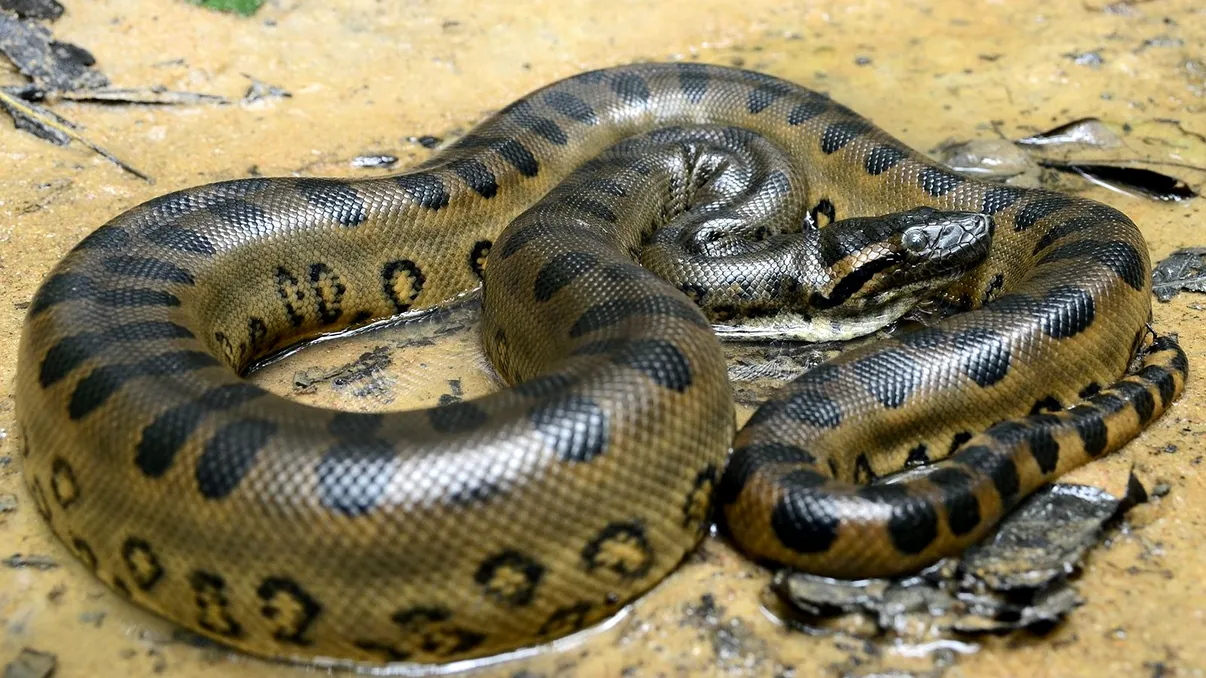 Când anaconda mănâncă găini: Coexistența fragilă dintre oameni și șerpi giganți, în inima Amazonului