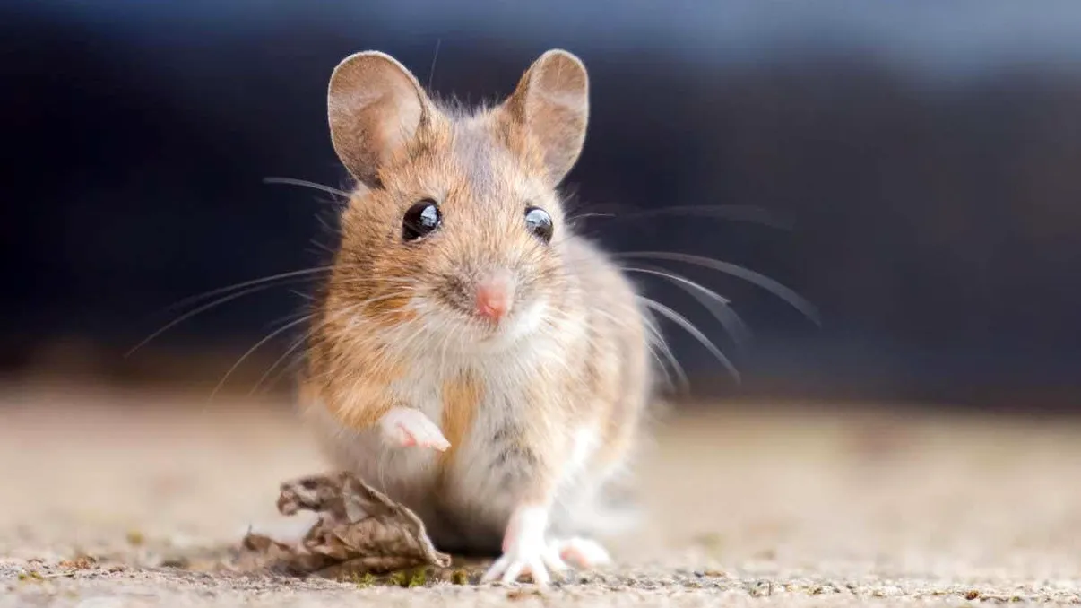 Un medicament anti-îmbătrânire promite să prelungească viața la animale, conform unui studiu recent