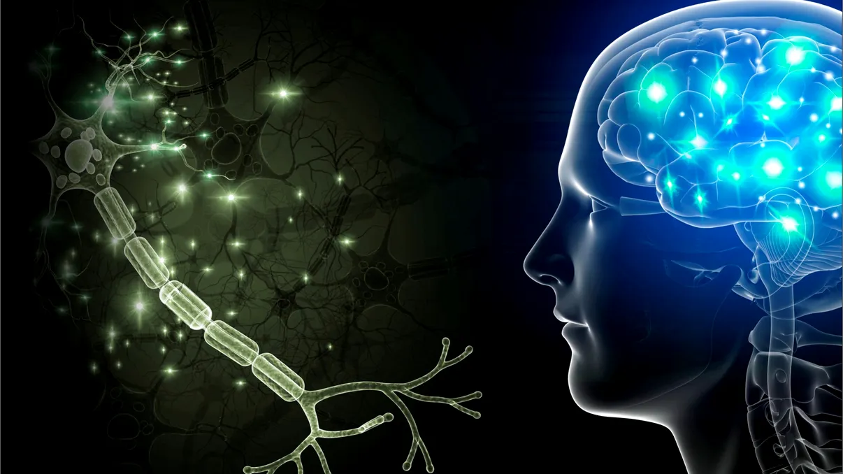 Adevărul despre neuronii din creierul uman - Cu câți ne naștem, cu câți rămânem, câți alții dobândim de-a lungul vieții, conform oamenilor de știință