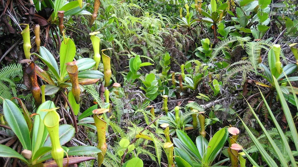 Planta carnivoră din România, o raritate. Cum arată şi unde se găseşte