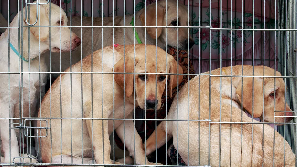 Cum să te ferești de samsarii de animale de pe OLX. Așa previi fermele de animale „de rasă” care contravin legii și moralității