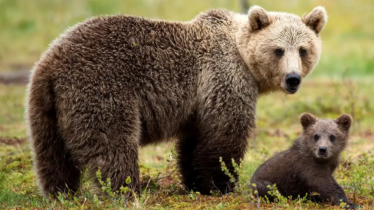 Hrănirea urșilor ar putea costa scump: amenda poate ajunge la 6.000 de lei. Ce prevede noua propunere legislativă