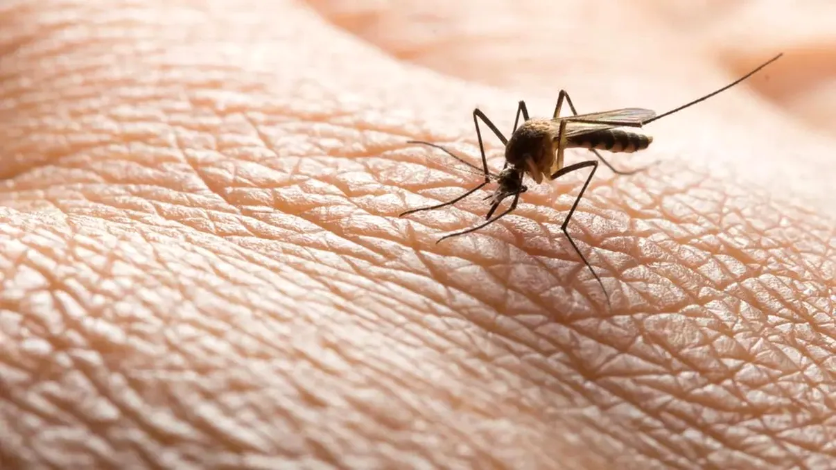 Opt persoane au murit deja din cauza virusului West Nile, în Italia. Nu se mai permit donările de sânge. Medicii sunt îngrijoraţi din cauza numărului mare de îmbolnăviri