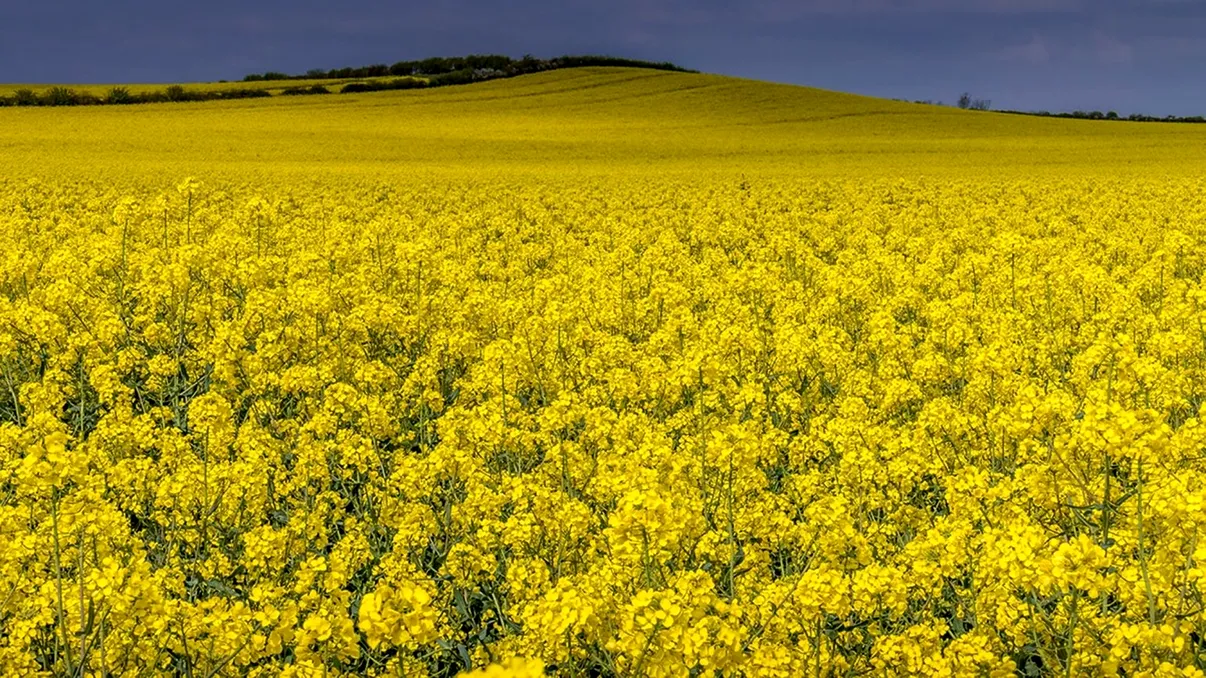 Planta banală cu care fermierii din România au dat lovitura în 2025. Randamentul la hectar a crescut cu peste 40%: „Cel mai bun an din istorie”