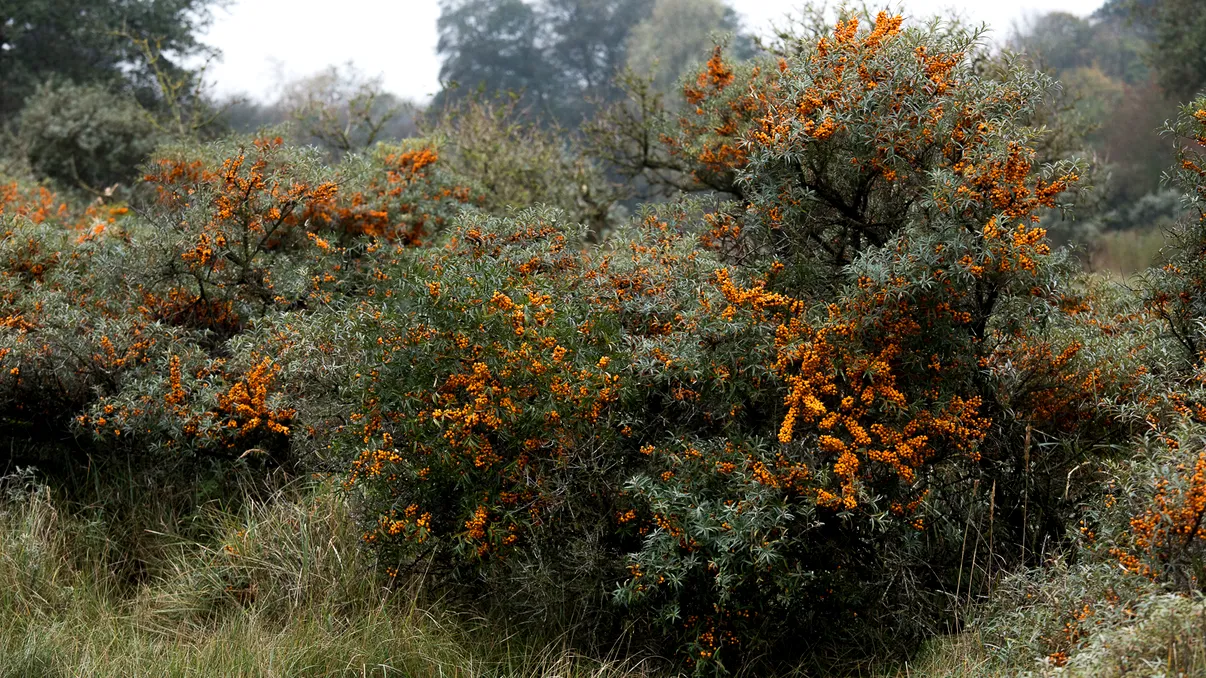 Planta care te-ar putea îmbogăți. În primii ani, scoți peste 15.000 de euro la hectar, dar apoi poți câștiga și 100.000